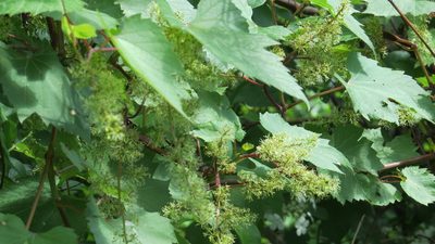 Vitis riparia, photographed by Marilynn Miller