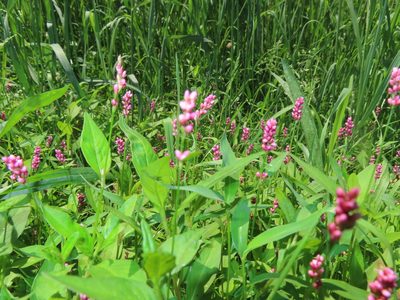 Persicaria longiseta, photographed by Mila C.