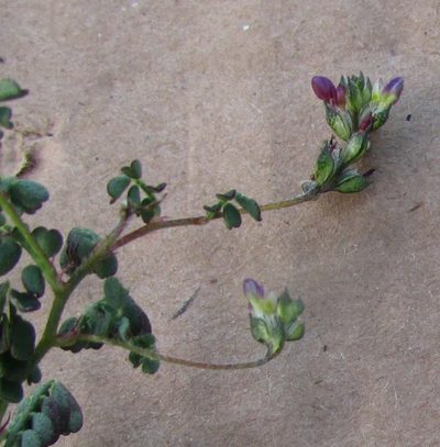 Dalea mixteca, photographed by Carlos Martorell