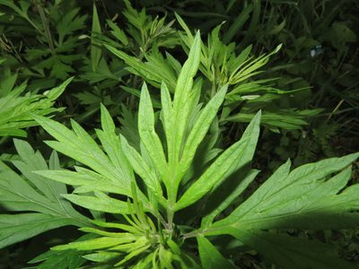 Artemisia vulgaris, photographed by Mila C.