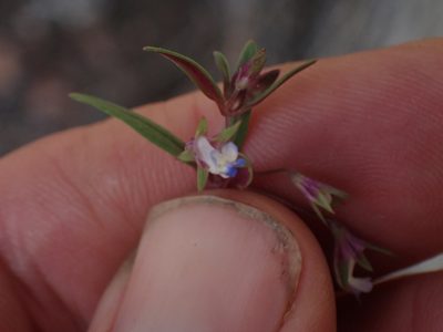 Collinsia parviflora, photographed by Shane Johnson
