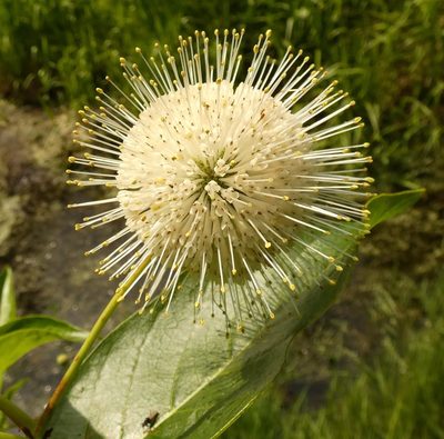 Cephalanthus occidentalis, photographed by kcthetc1