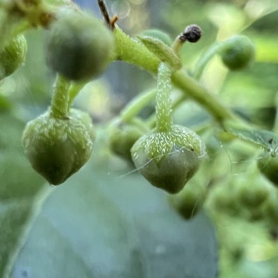 Lyonia ligustrina, photographed by Anne Parker