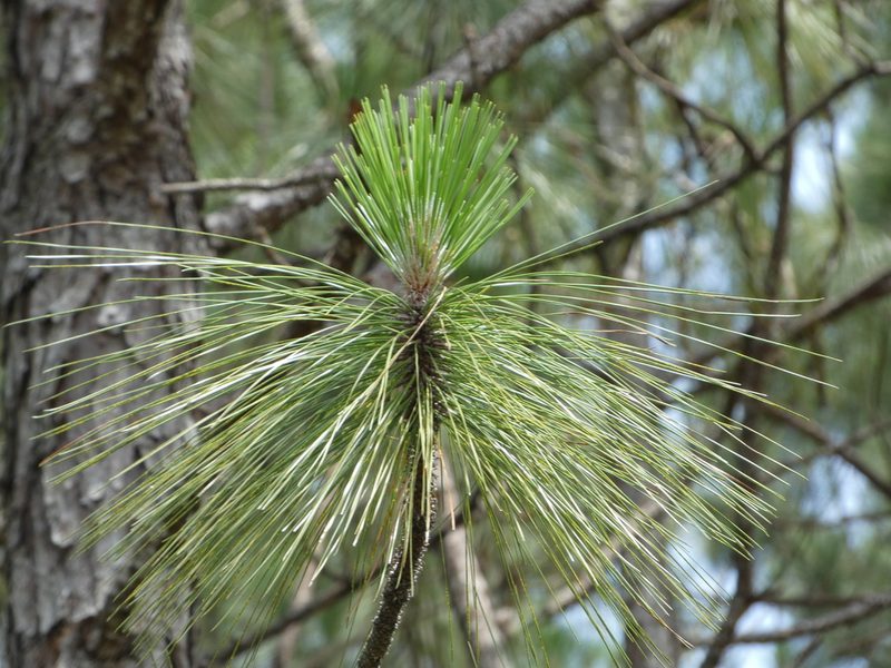 Pinus palustris, photographed by kcthetc1