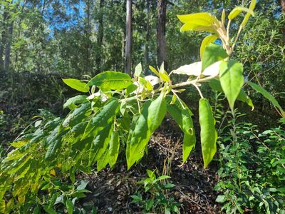 Astrotricha latifolia, photographed by Richard Dimon