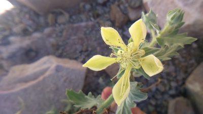 Presliophytum incanum, photographed by cstobie