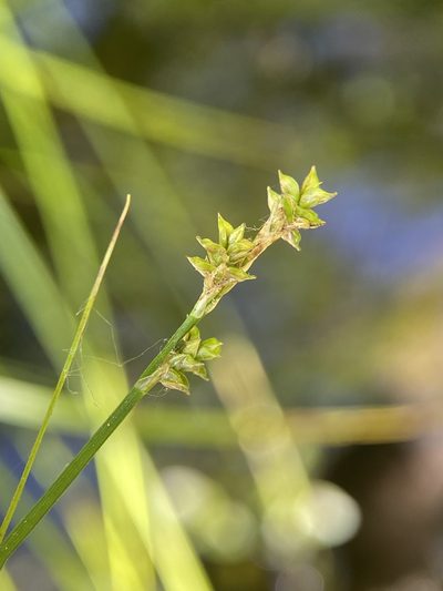 Carex seorsa, photographed by Zihao Wang