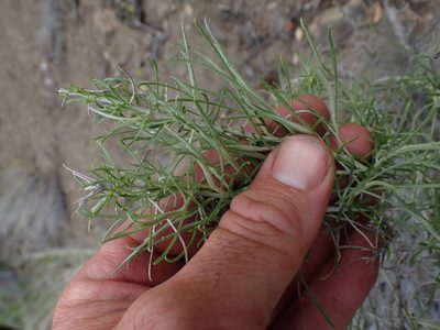 Ericameria nauseosa, photographed by Shane Johnson