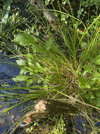Carex seorsa, photographed by Zihao Wang