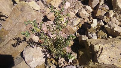 Presliophytum incanum, photographed by cstobie
