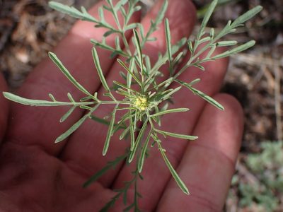 Descurainia incisa, photographed by Shane Johnson