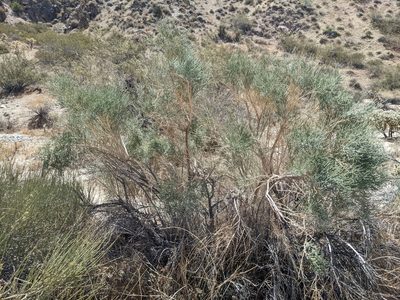 Lepidospartum squamatum, photographed by Alix Kosmala