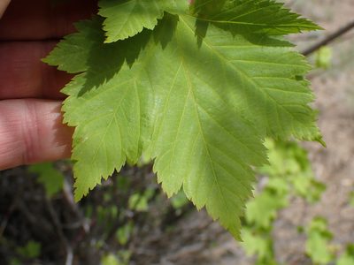 Acer glabrum, photographed by Shane Johnson