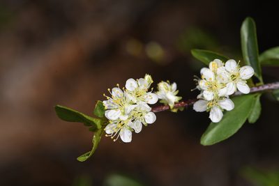 Prunus emarginata