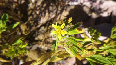 Trixis cacalioides, photographed by cstobie