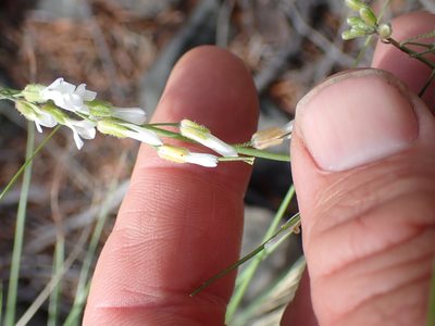 Boechera retrofracta, photographed by Shane Johnson