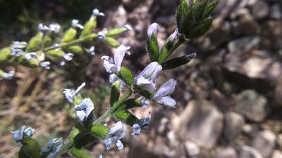 Grimolobium pubescens, photographed by cstobie