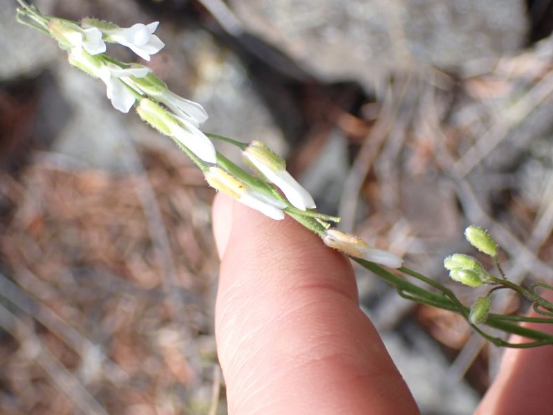 Boechera retrofracta, photographed by Shane Johnson
