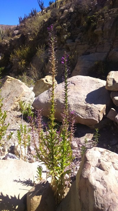 Lobelia decurrens, photographed by cstobie