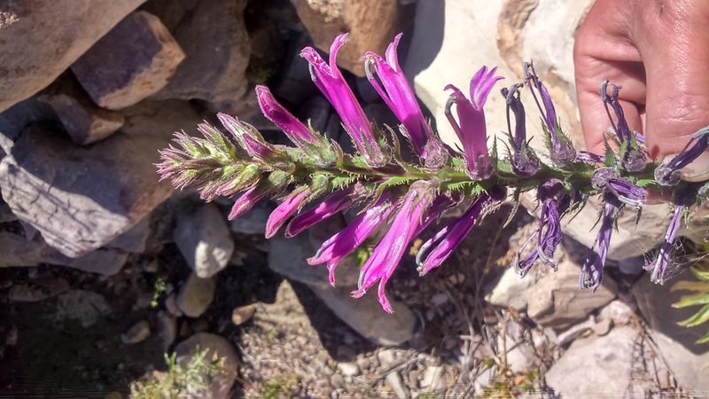 Lobelia decurrens, photographed by cstobie