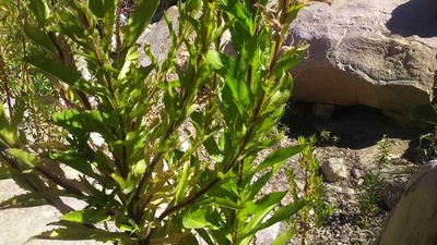 Lobelia decurrens, photographed by cstobie