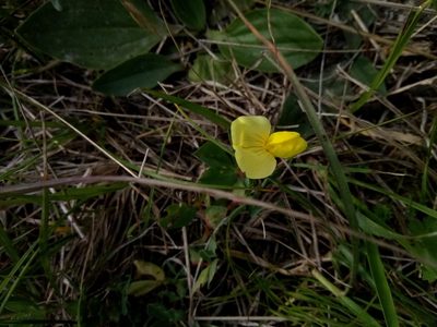 Lotus maritimus, photographed by Vladimír Fuka