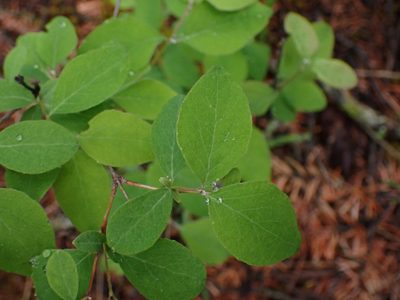 Symphoricarpos albus