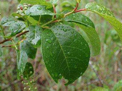 Prunus virginiana, photographed by Shane Johnson