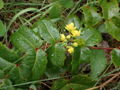 Berberis aquifolium, photographed by Shane Johnson