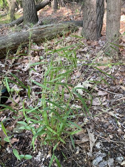 Dichanthelium dichotomum, photographed by Zihao Wang