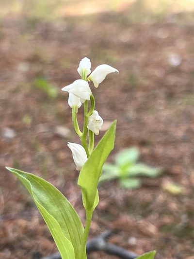 Cephalanthera erecta, photographed by ITÔ, Hiroki