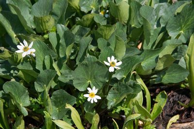 Caltha chionophila, photographed by Mike Duran