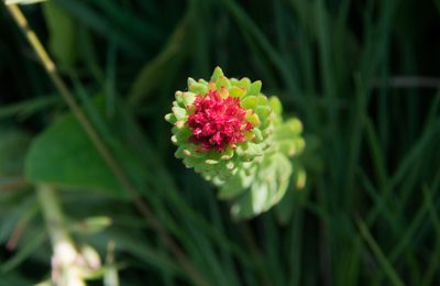 Rhodiola rhodantha, photographed by Mike Duran
