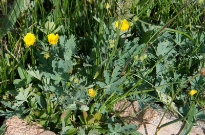 Potentilla glaucophylla, photographed by Mike Duran