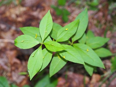 Lysimachia quadrifolia, photographed by Clay Gibbons