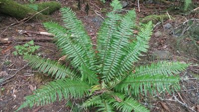 Polystichum munitum, photographed by Loopy30