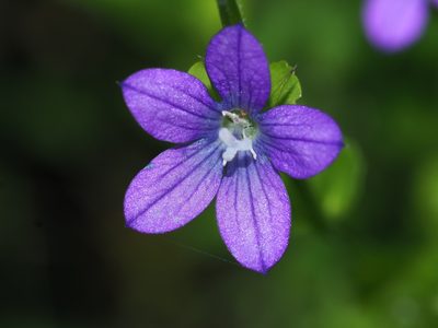 Triodanis perfoliata, photographed by Clay Gibbons