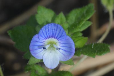 Veronica persica