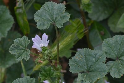 Malva neglecta, photographed by Matthew Vosper