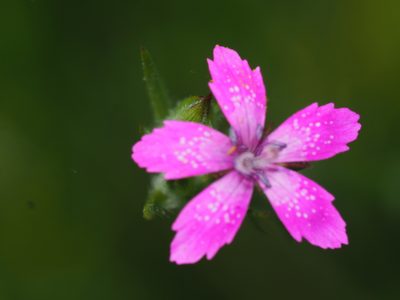 Dianthus armeria, photographed by Clay Gibbons