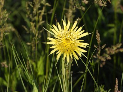 Tragopogon dubius, photographed by Craig K