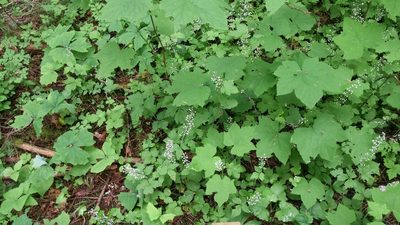 Tiarella trifoliata, photographed by Loopy30
