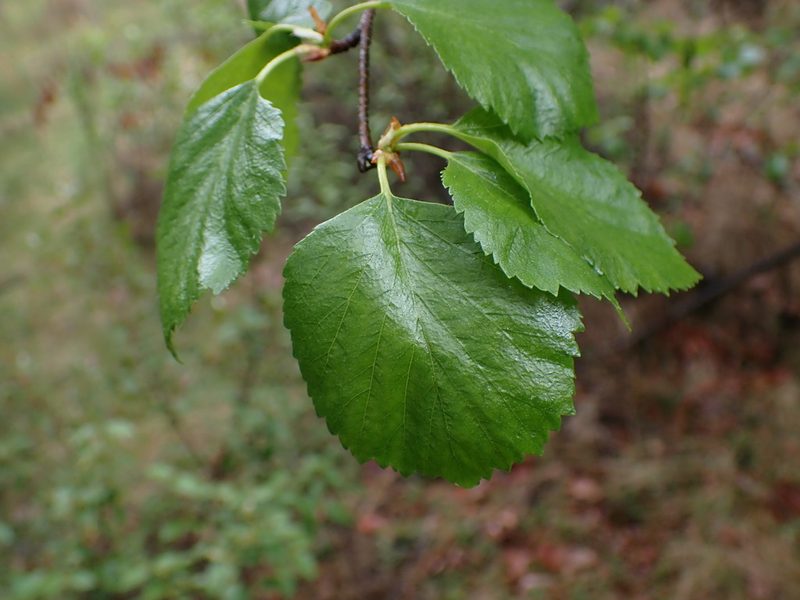 Betula occidentalis, photographed by Shane Johnson