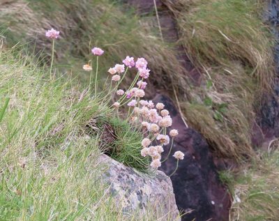Armeria maritima, photographed by Anne Thomson