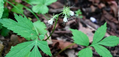 Hydrophyllum virginianum, photographed by Ian Whyte