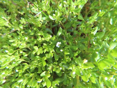 Montia fontana