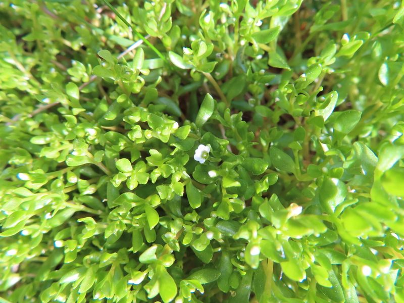 Montia fontana, photographed by Anne Thomson