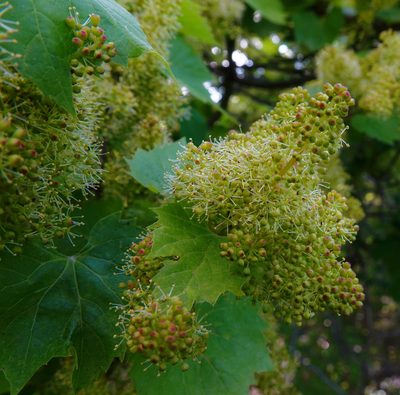 Vitis riparia, photographed by Ian Whyte
