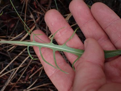 Crepis atribarba, photographed by Shane Johnson