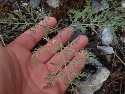 Lomatium macrocarpum, photographed by Shane Johnson